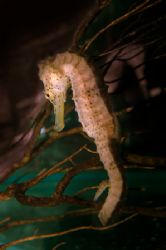 Yellow Seahorse. D70 14mm lens. by Grant Kennedy 